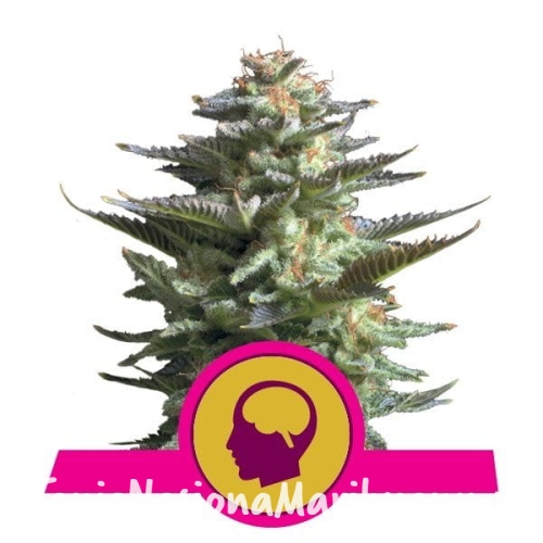 becec8938b374a6d92d097efa7ccc806