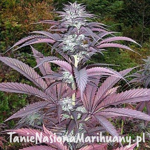 bf48b21eaebe78b2a7ca262117806b0c