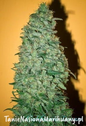 bfb85ae11cc8ffbba1765a3793c045c1