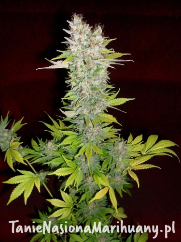 bfe22faf919ebca6eec583dd8f4d3684