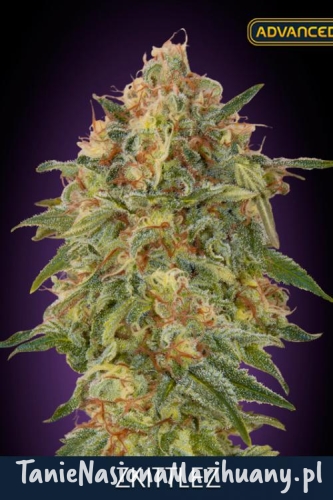 bff8b74dd94a55138dd1e69add33bb9f