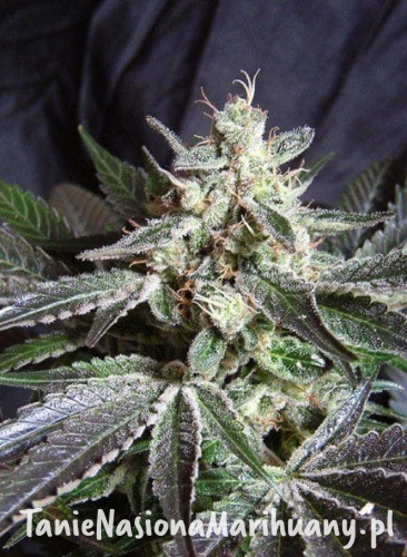 c0744300102aa77fa1298c3ff17d1ba1