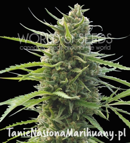 c089009b41573fc19e700f6e26b6a761