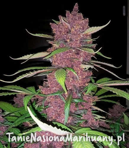 c092d0c0dbba27aab06ad33d3235e276