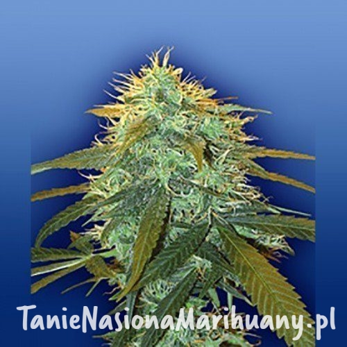 c102d415fd777de8640b31851e8416de