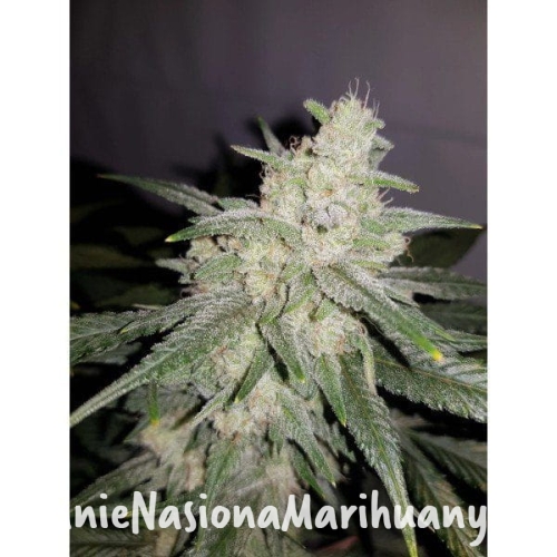 c11db7448f951fa3693be68da1f33481