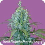 c166ed791c2cb9120f957e30cc78f305