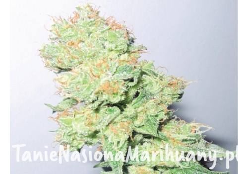 c1b815f8b7eaab40e111dda5e55e8fc9