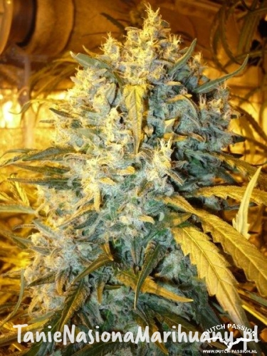 c1d1091d691e3015dd9981bd0a72c151