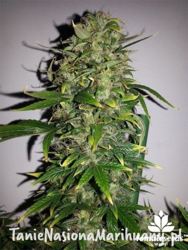 c211ffcbab9e5e2b9f17ac5efbd7113b