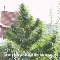 c222077747bb1426c28509e911c0be88