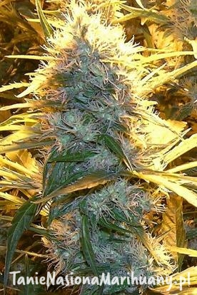 c296af796317514c79e2d88ca5dd8d10