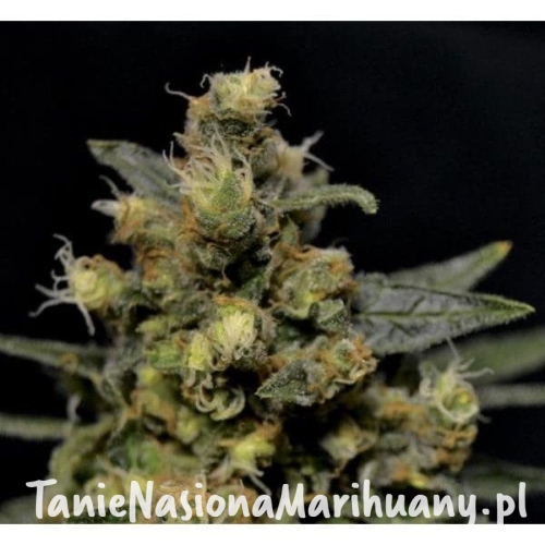 c2dec19bd57b03ddc262b56175d2b749