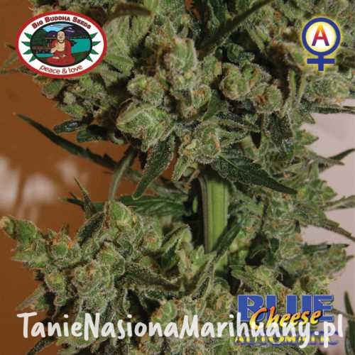 c37b901c15a9120424b49436244b3481