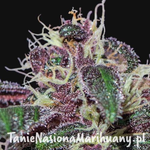 c3935d65718557871b95862a7fee1337