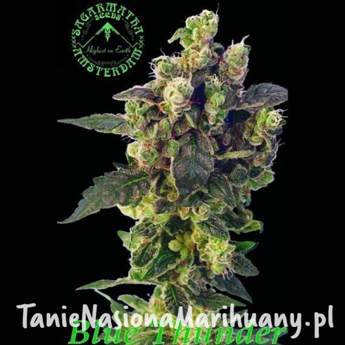 c3c3d3a1a6d14362dcc439f544fafe0e