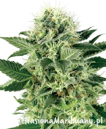 c43b68b2c63e91853ffacaa2e7c58f2b