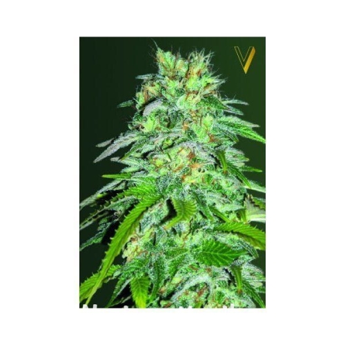 c4408dbf1175b61cb93be5bed9655c87