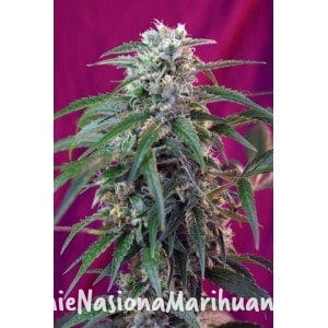 c48cc560d8bc4c9e5a2461b5445edc1d