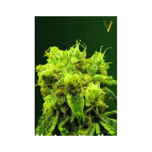 c4d872babf09200b6fae4eccba8964a5