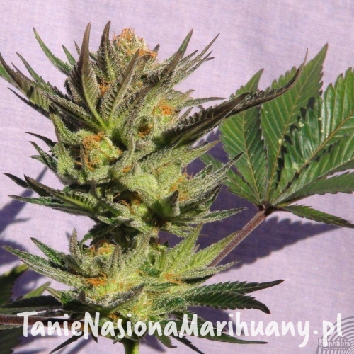 c5382e54a8f9c2368a4532156266f234