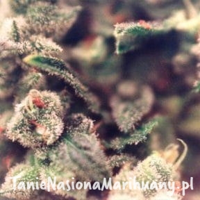 c656505c5ee3296dd235738ea9577701