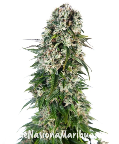 c657e6233a0880034d7d5df92dcd03fb