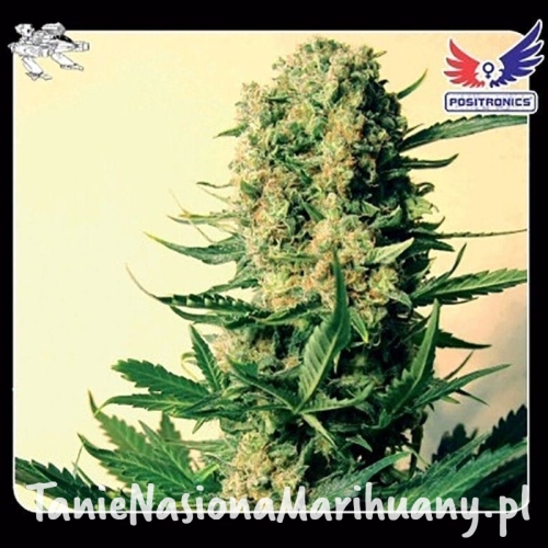 c6916bb18e5335d7d7e1e11b31cb762c