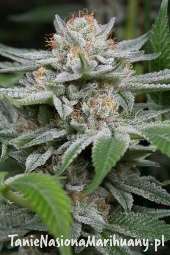 c695c21b81b5021a2a91745b78745bf5