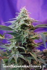 c6e46dc7ff253a84f0f1cec2ba475e33