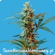 c7504d8b996d575375516f73a33621f2