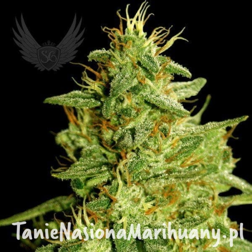 c8124d3d99dd92686c51cdc60c52d542