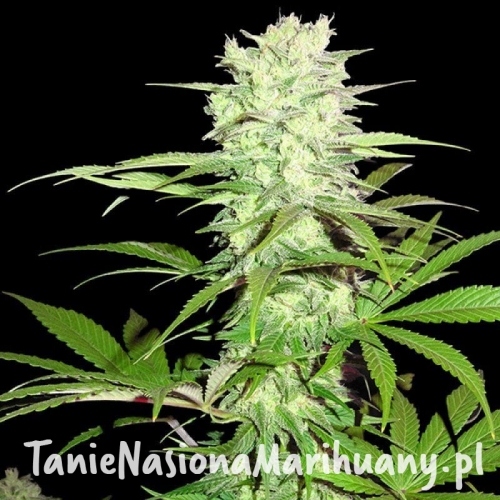 c8570b1b471f4bd8a7a0ecd0d730a4fd