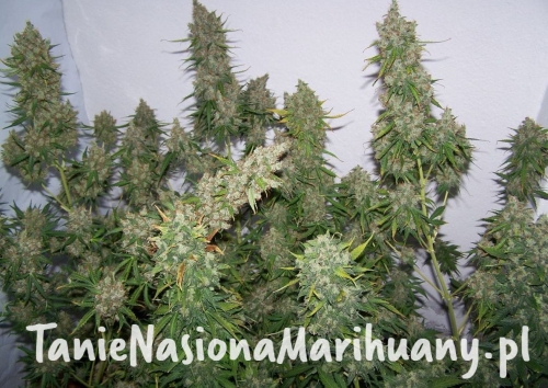 c85811d7201195761b079cbacbcce24f