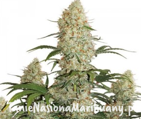 c881f3a411714cc8112e185879f59861