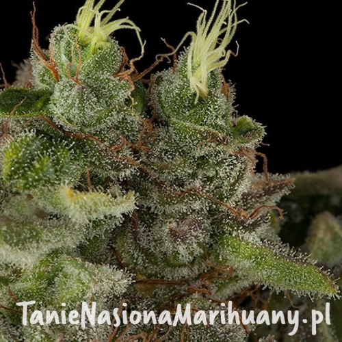 c8981bbd03644b0a83fd234738f58798