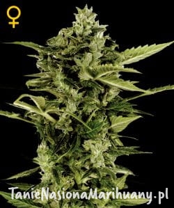 c8b2ce058db6a3f42694b5cffaecc605