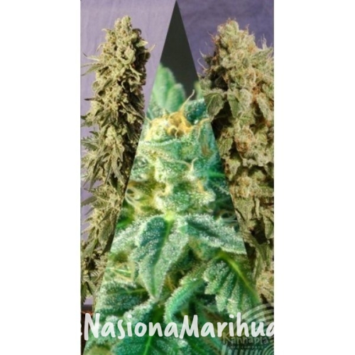 c8f7480ecd8a21773c81eba8559b5318