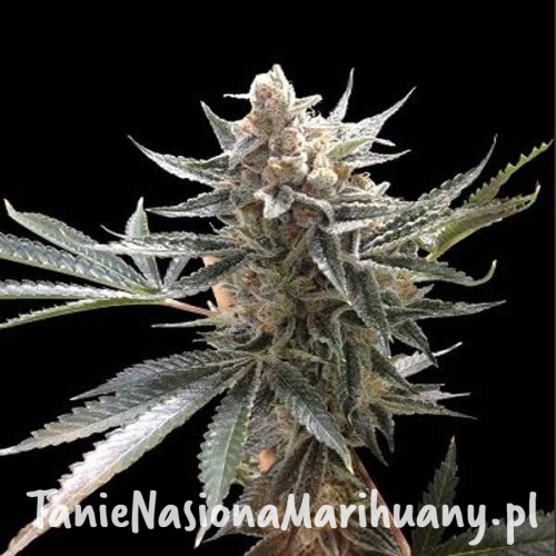 c9b73b0d2385cc972b31269f8c333f7b