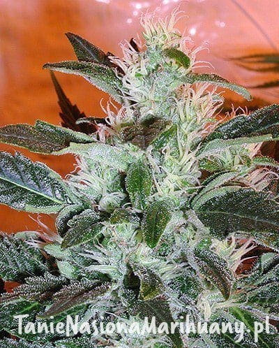 c9f6390a7aa0fc53a196a9bf5ed02722