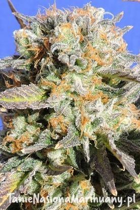 ca01f006cad5e863c1ff2ee0ef978c3f