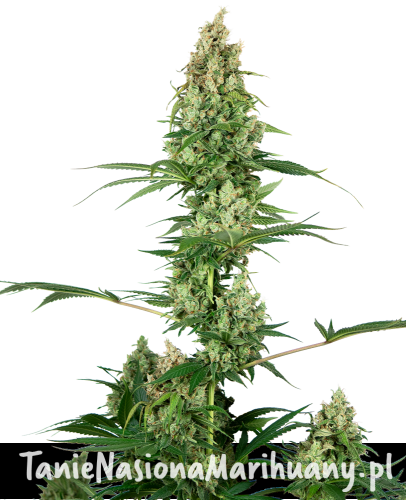 ca117c0f8988b5e8cafa696bf4982867