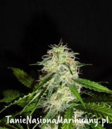 ca17057d58f114e976692ab2b5efec83