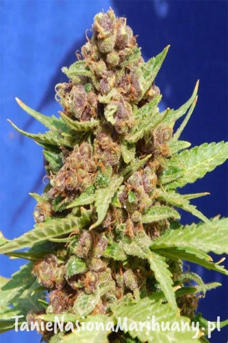 ca66b2d0066070adbbec91e358ff9ced