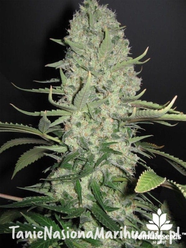 caa85d4182b4d523ea03bd13cd08298a