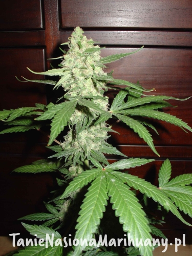 cb106fe701d19b758e023d73d041dc1e