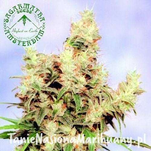 cb1a84a4cbb589211107b6028b7fd72a