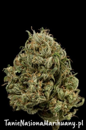 cb4b7e1fb068700f0f42e3b58c85993c