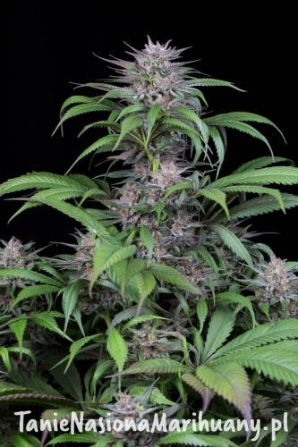 cc5fac71b738ac11dbc507d91493e6e0