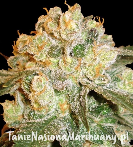 cc7453500c36701e9c9c3cc6feab67aa